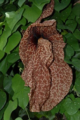 0221 Cairns Botanic Gardens